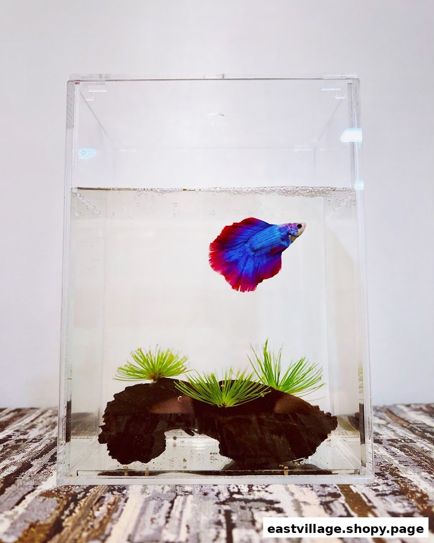 A vibrant blue and red betta fish swims gracefully in a clear acrylic tank.