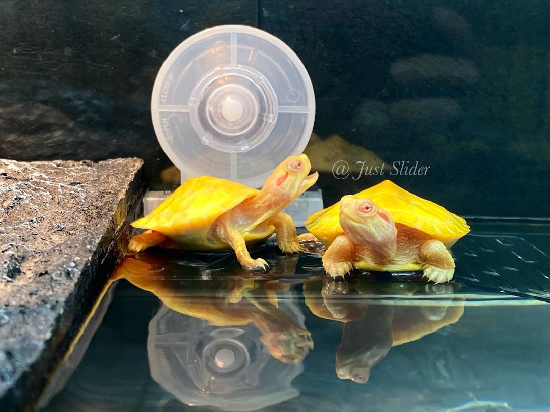 Two vibrant yellow turtles, possibly albino, in a water enclosure with reflections.