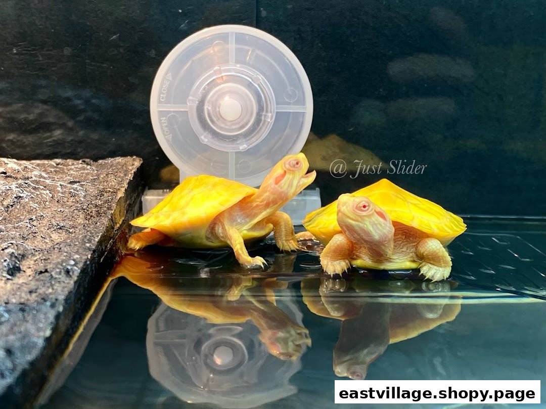 Two vibrant yellow turtles, possibly albino, in a water enclosure with reflections.