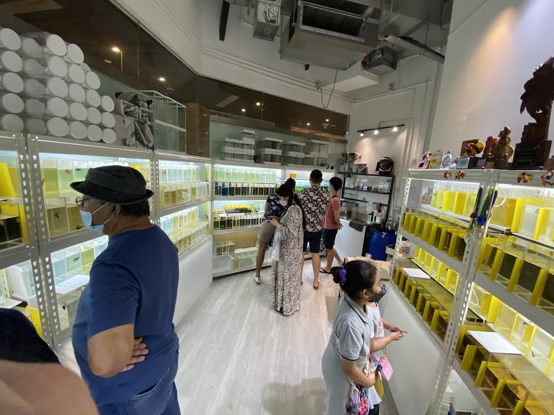 Customers browse colorful betta fish displayed in individual tanks at a pet shop.