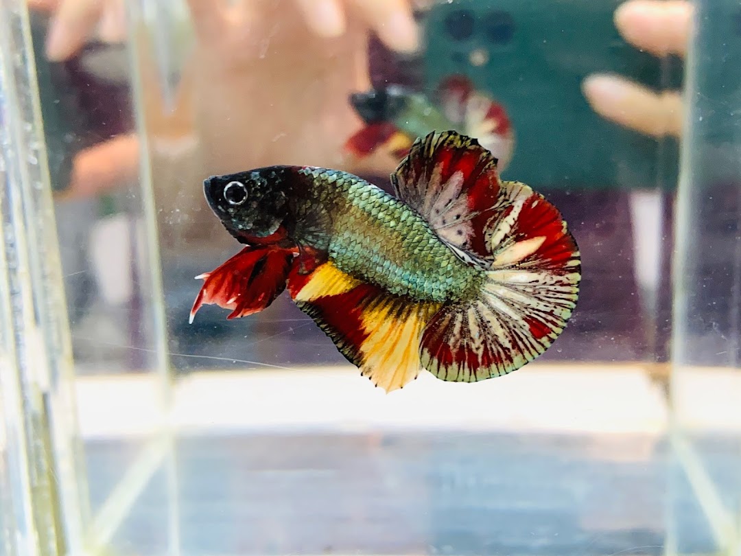 A vibrant, multi-colored betta fish with striking fins swimming in a clear tank.
