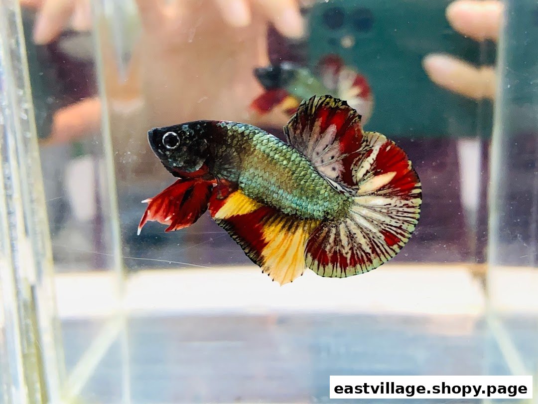 A vibrant, multi-colored betta fish with striking fins swimming in a clear tank.