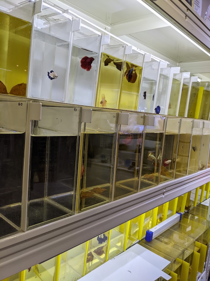 Rows of individual tanks displaying colorful Betta fish in a pet shop.