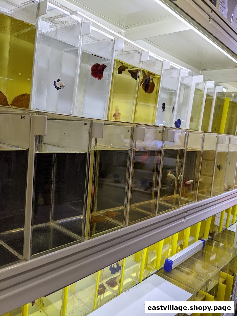 Rows of individual tanks displaying colorful Betta fish in a pet shop.