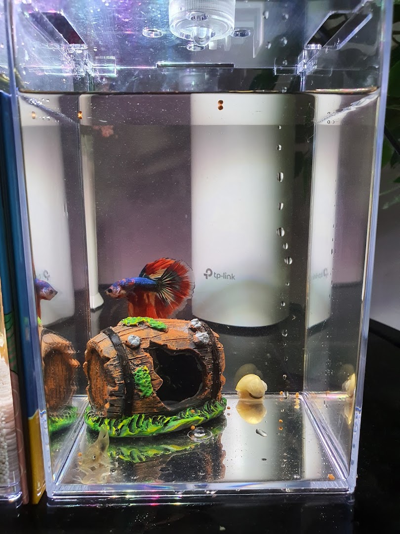 A vibrant betta fish with a red and blue tail swims in a clear tank with a barrel decoration.