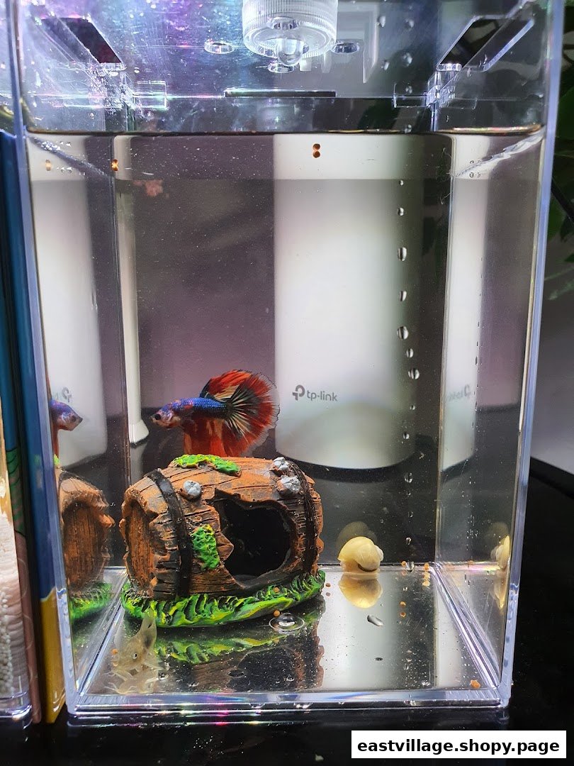 A vibrant betta fish with a red and blue tail swims in a clear tank with a barrel decoration.
