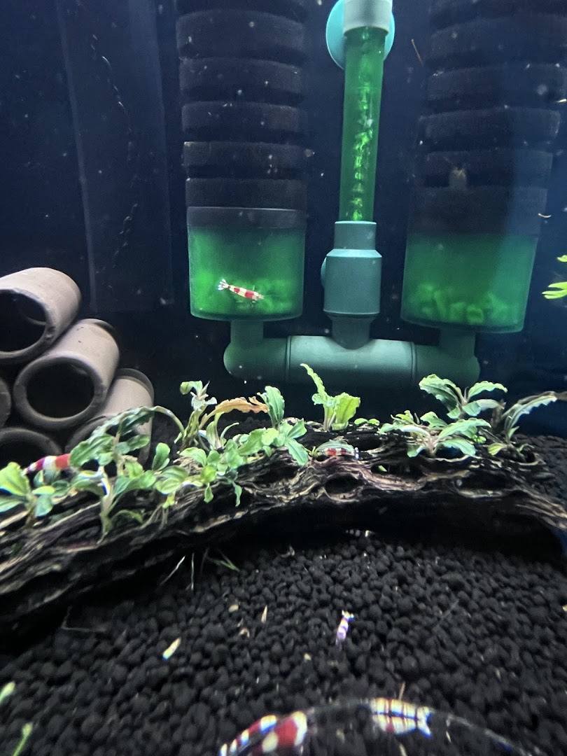 Close-up of a vibrant aquarium featuring colorful shrimp, aquatic plants, and filtration system.