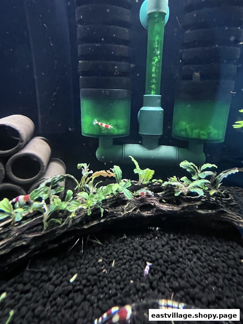 Close-up of a vibrant aquarium featuring colorful shrimp, aquatic plants, and filtration system.