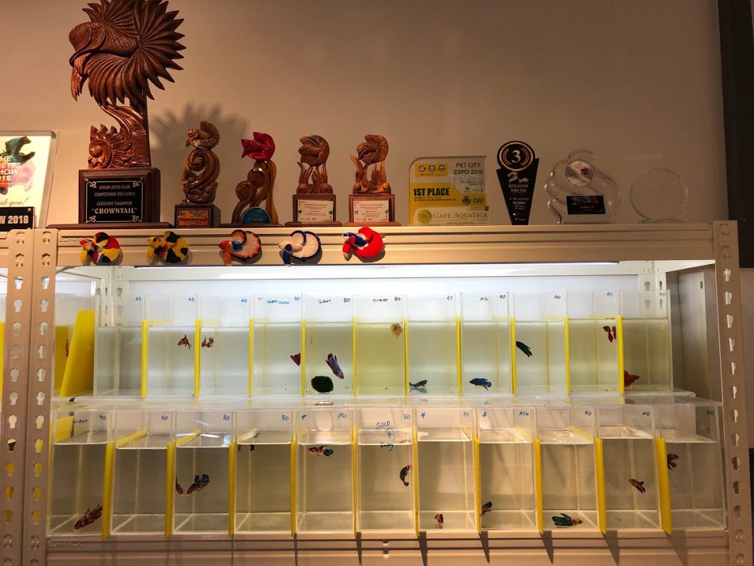 Interior view of a shop showcasing various betta fish in individual tanks, with championship awards displayed above.