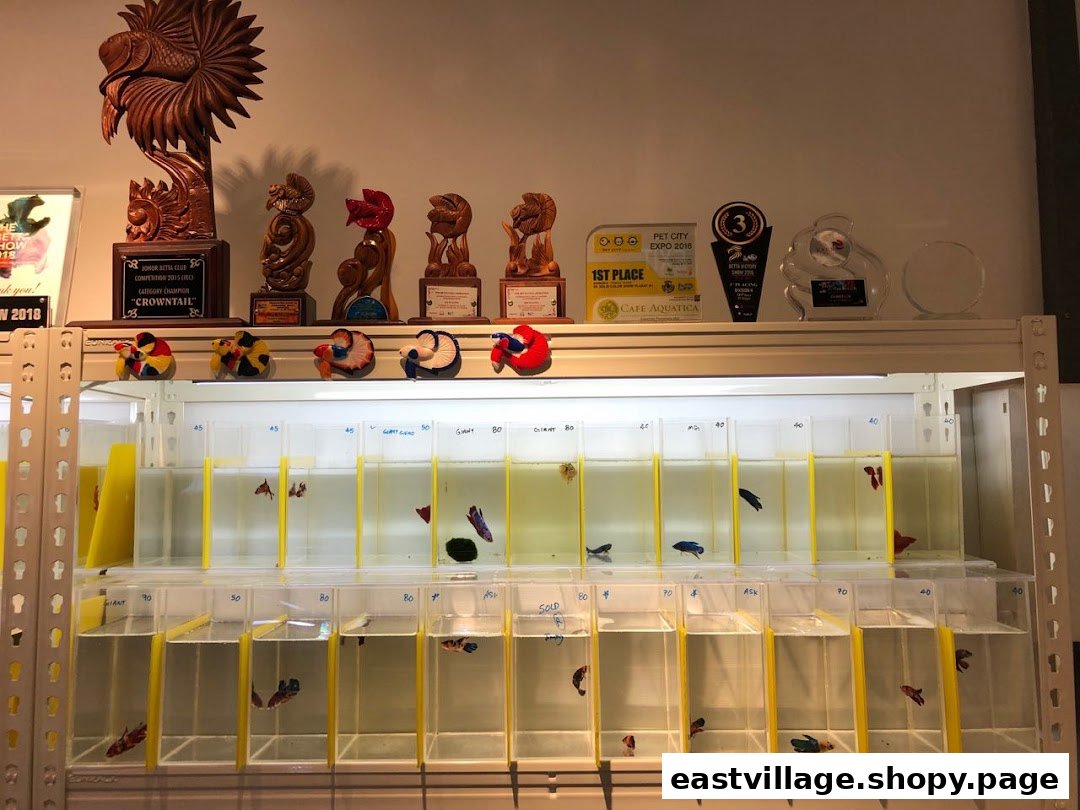 Interior view of a shop showcasing various betta fish in individual tanks, with championship awards displayed above.
