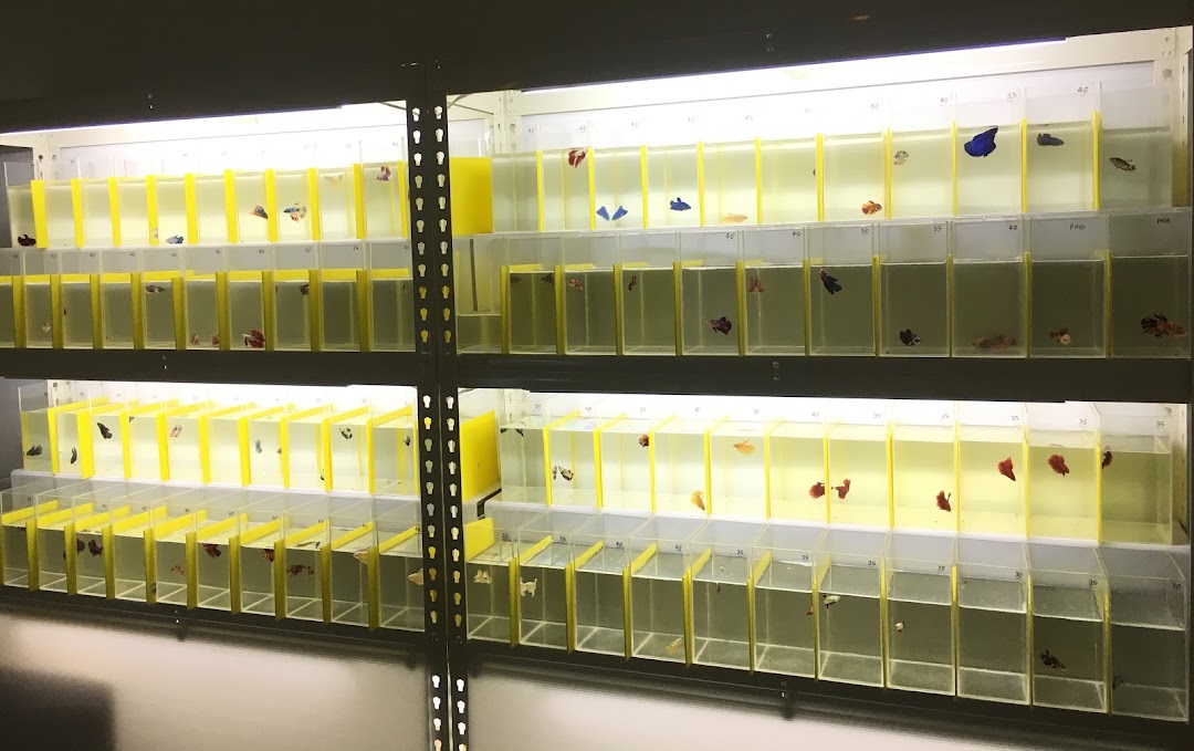 Rows of individual tanks displaying colorful betta fish in a pet shop.