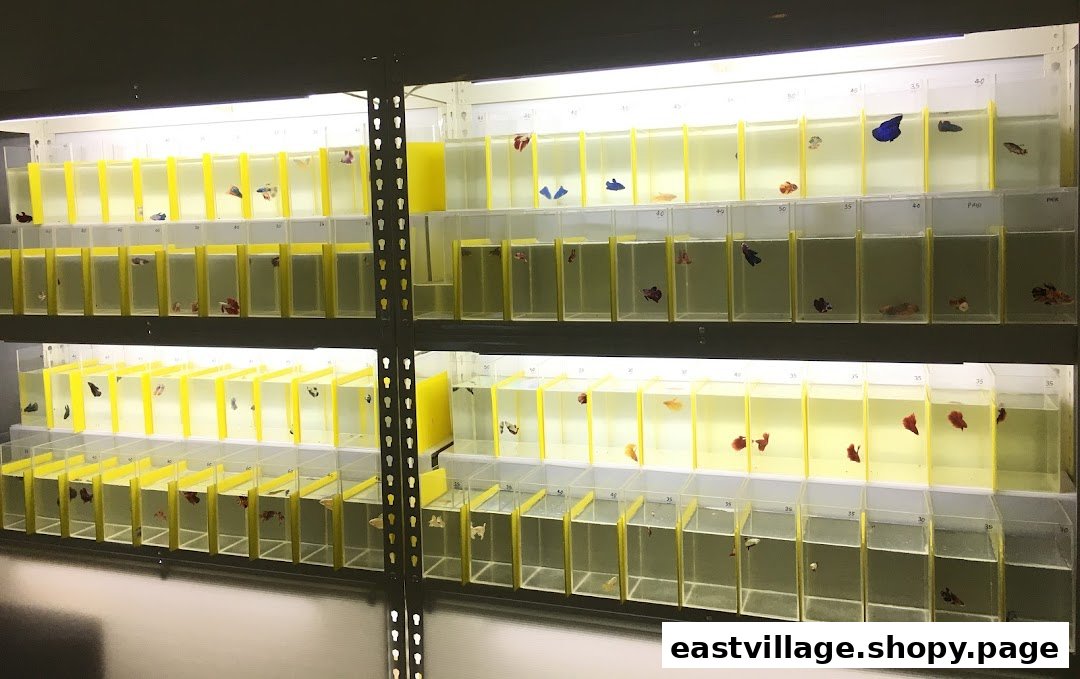 Rows of individual tanks displaying colorful betta fish in a pet shop.