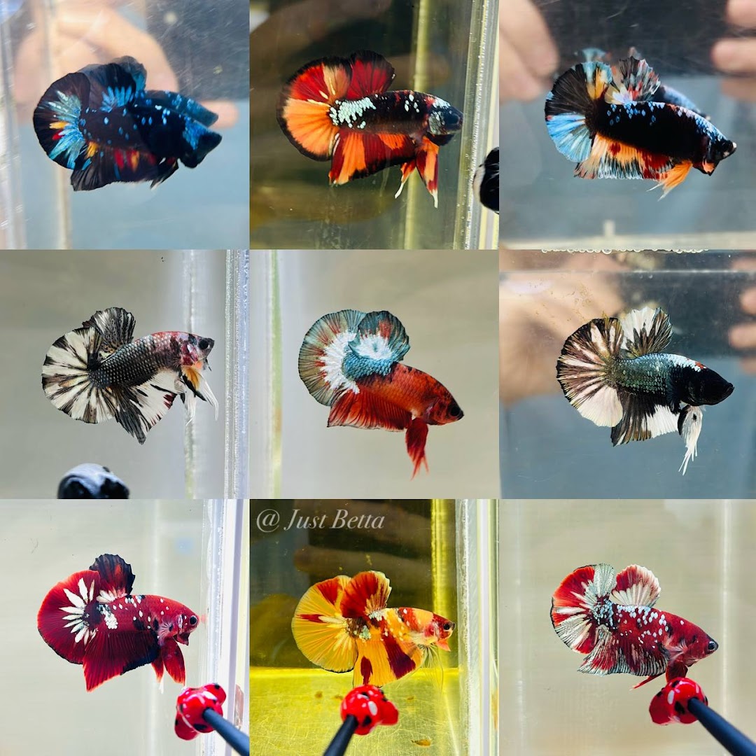 A collage showcasing various colorful and vibrant betta fish with unique patterns.