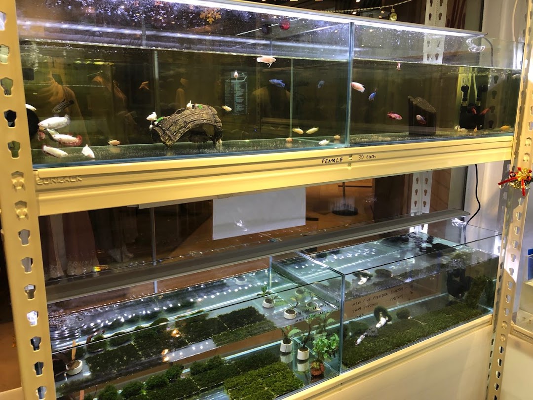 Multiple aquariums displaying various betta fish and aquatic plants within a pet shop.