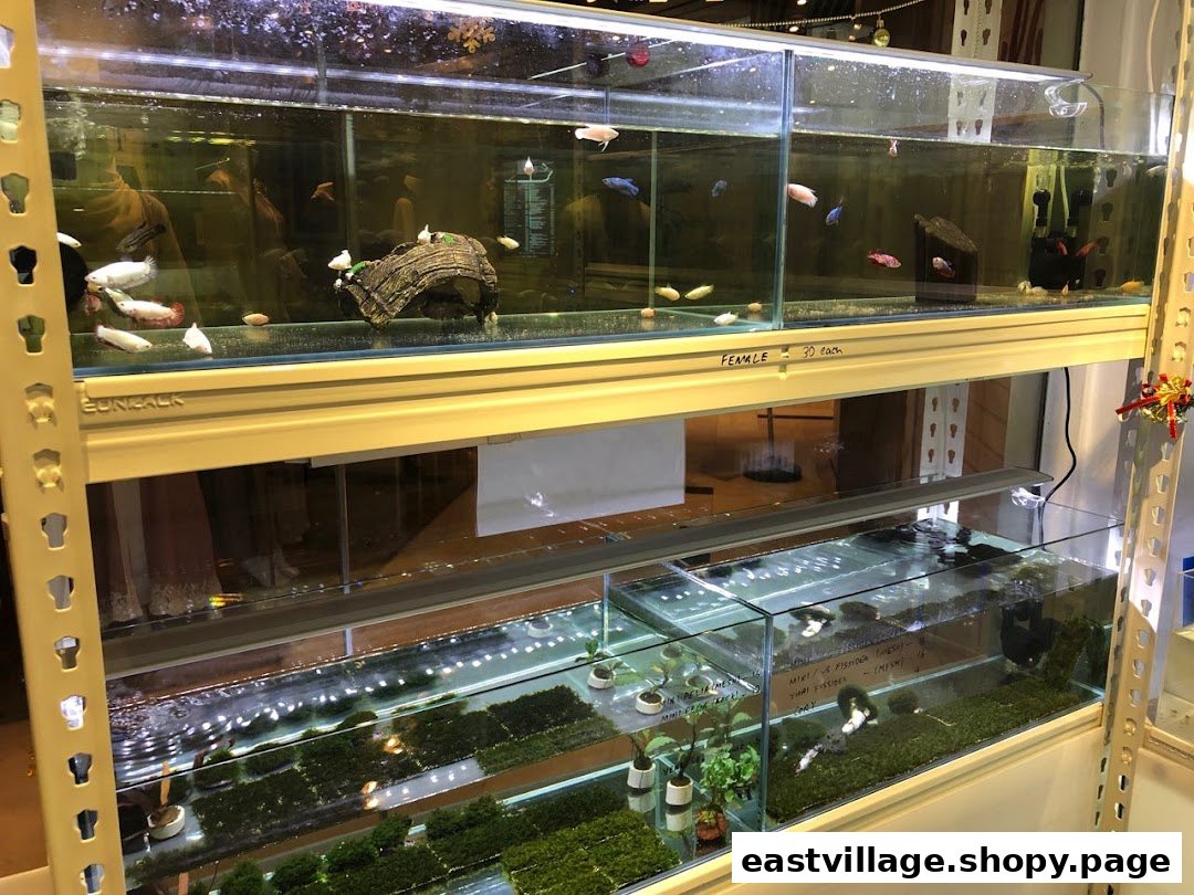 Multiple aquariums displaying various betta fish and aquatic plants within a pet shop.