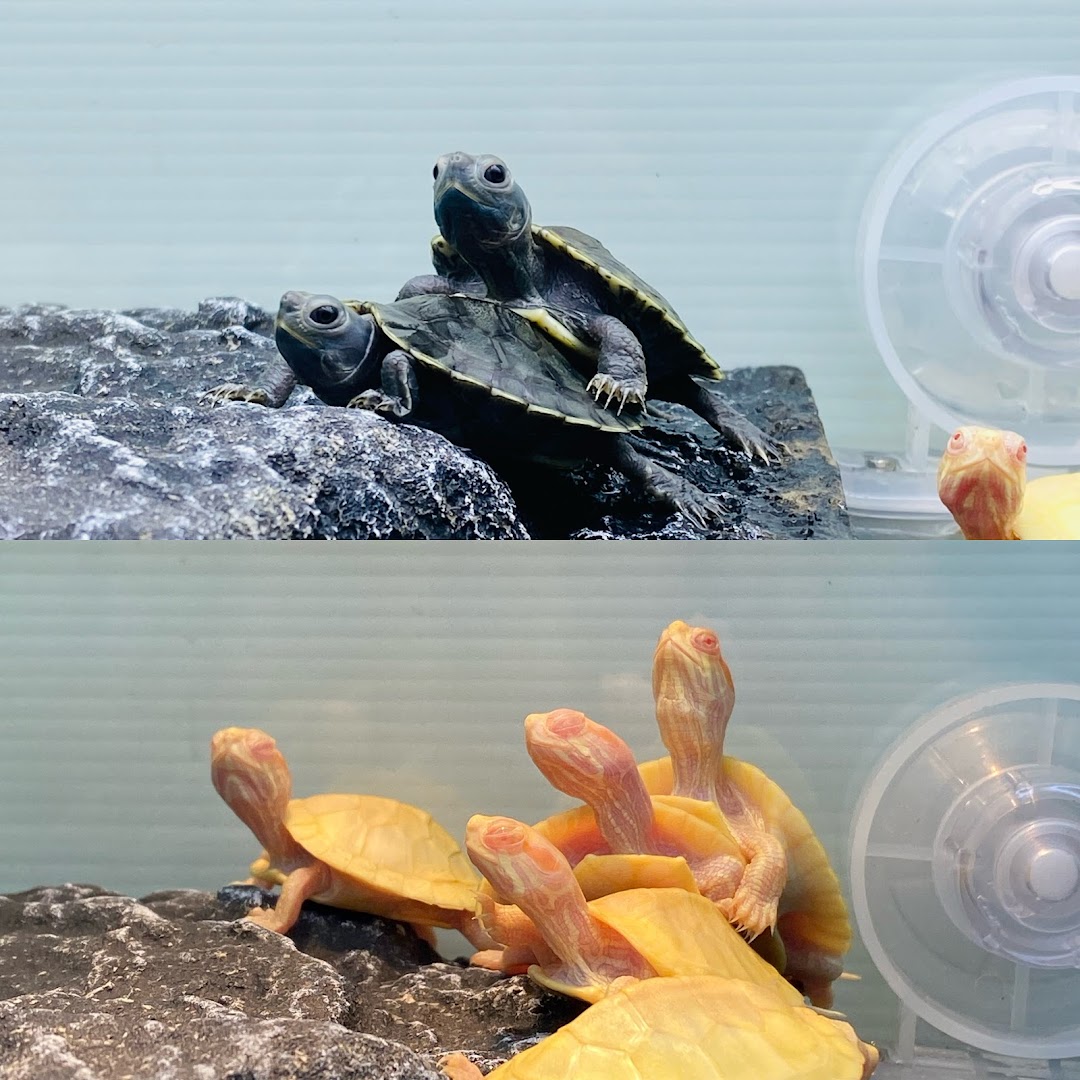 A split image showcasing dark and albino turtles in an aquatic display.
