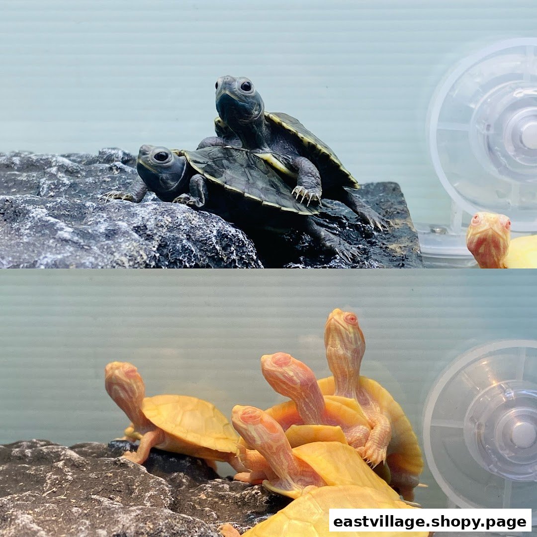 A split image showcasing dark and albino turtles in an aquatic display.