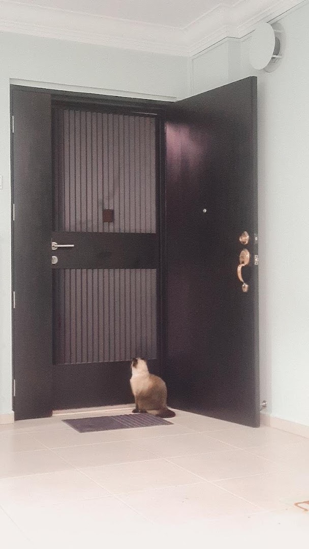 A cat sits by a modern black main door with a security screen.