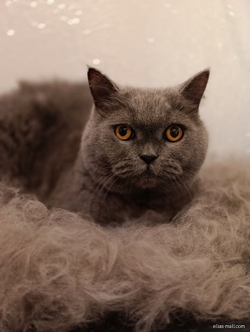 A gray cat with orange eyes sits on a pile of fur.