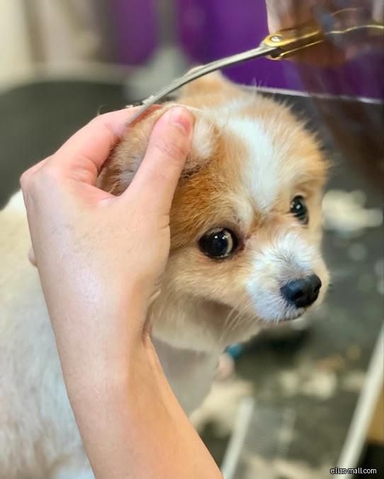 A small dog is getting its fur trimmed with scissors.
