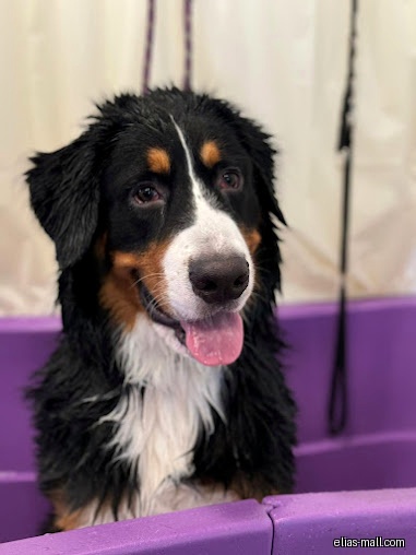 A wet Bernese Mountain Dog stands in a purple grooming tub.
