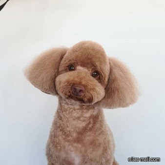 A brown poodle with a fresh haircut poses against a white background.
