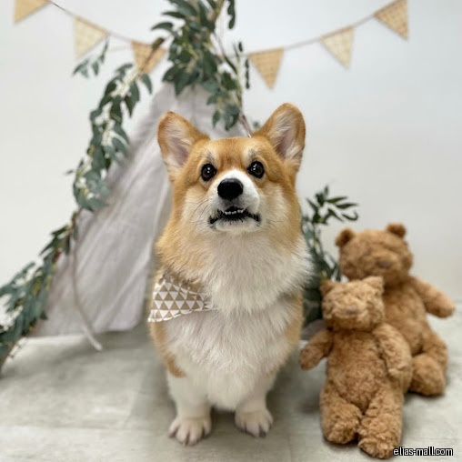 A corgi stands with teddy bears in front of a decorative teepee.