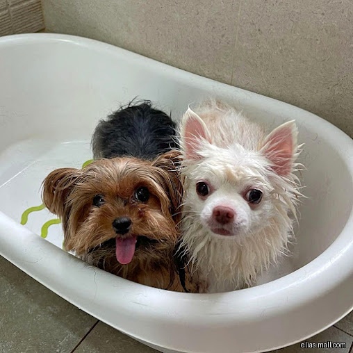 Two wet dogs are in a white bathtub, looking at the camera.