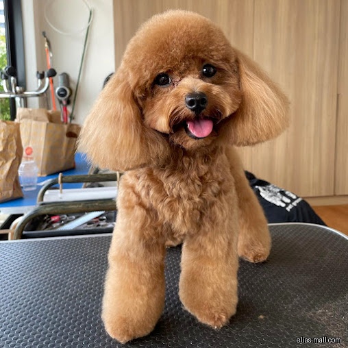 A groomed brown poodle stands on a grooming table, tongue out.