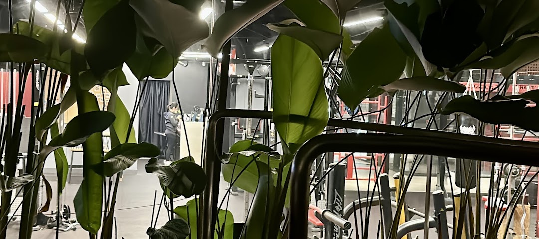 An interior view of TFX Fitness gym, showing exercise equipment and a person, framed by lush green plants.