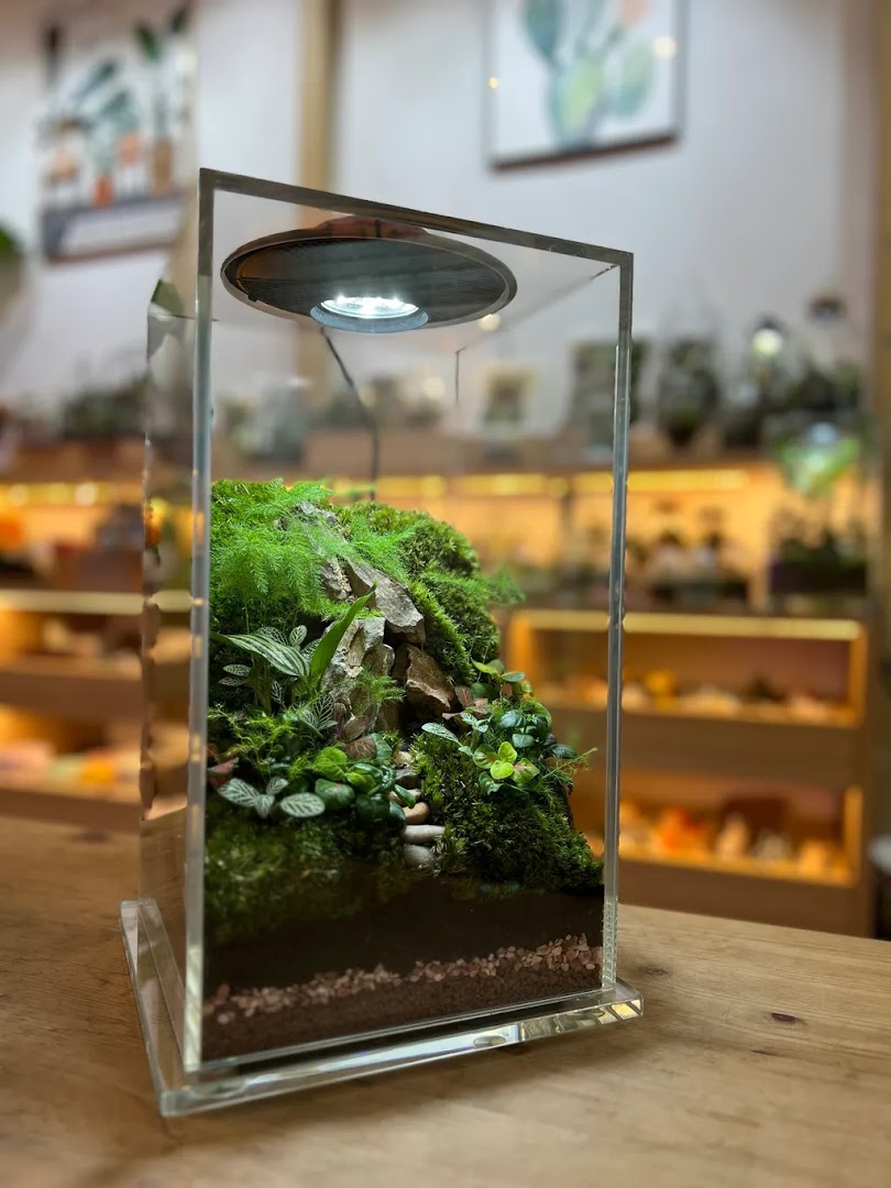 A detailed view of a lush, miniature terrarium with a built-in light, showcasing intricate plant life.