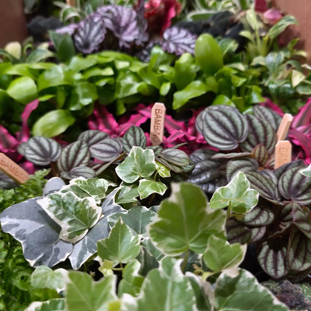 A close-up of various vibrant potted plants, including ivy and peperomia, with plant markers.