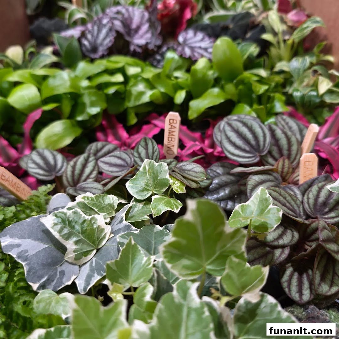 A close-up of various vibrant potted plants, including ivy and peperomia, with plant markers.