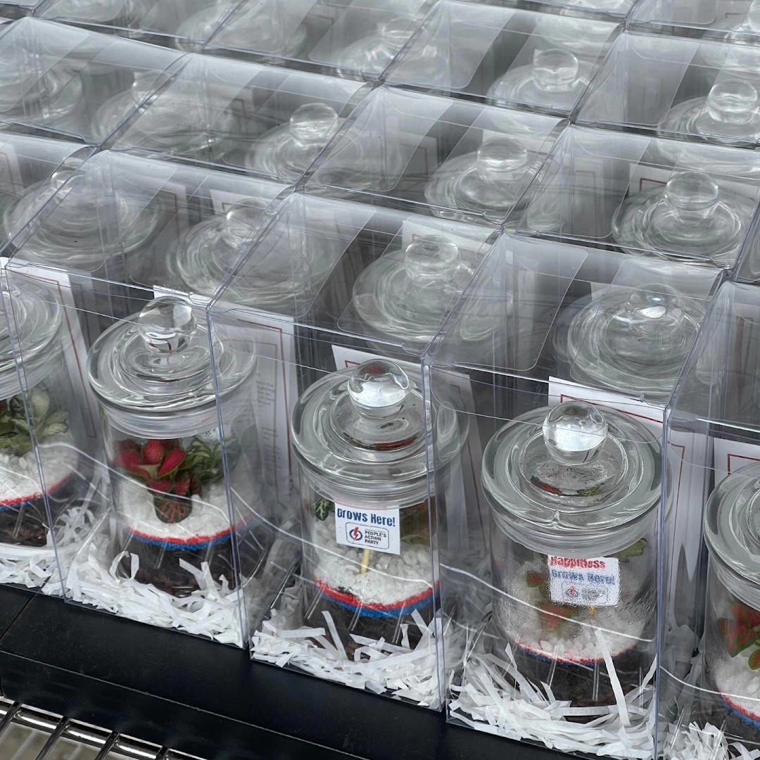 A display of miniature terrariums or plant jars, each individually packaged in clear boxes, ready for purchase.