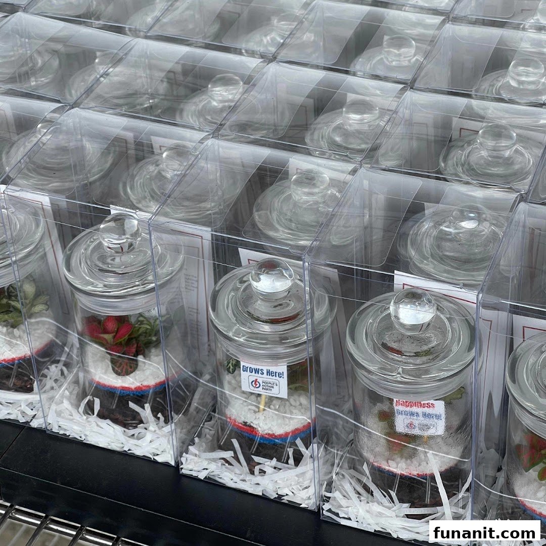 A display of miniature terrariums or plant jars, each individually packaged in clear boxes, ready for purchase.