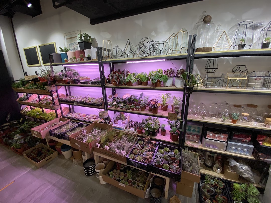 An interior view of The Green Capsule, showcasing a vibrant array of plants, terrariums, and botanical accessories.