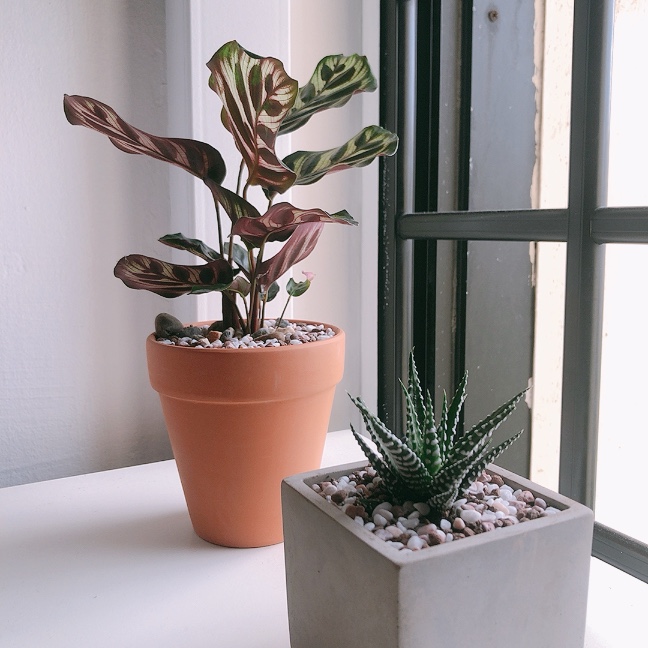 Two potted plants, a Calathea and a succulent, displayed near a window.