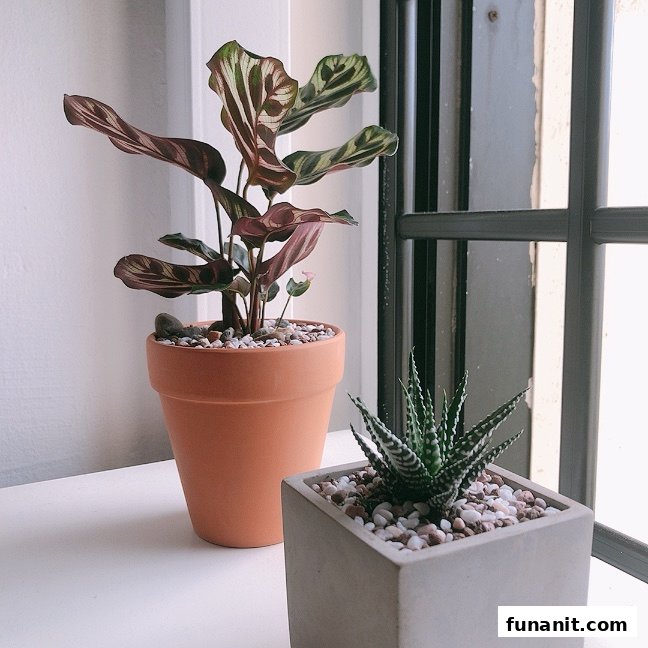 Two potted plants, a Calathea and a succulent, displayed near a window.