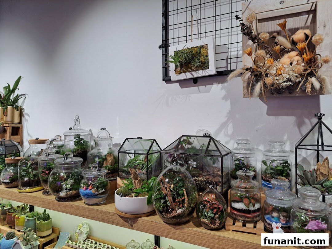 A vibrant display of diverse terrariums and miniature plant ecosystems showcased on wooden shelves.