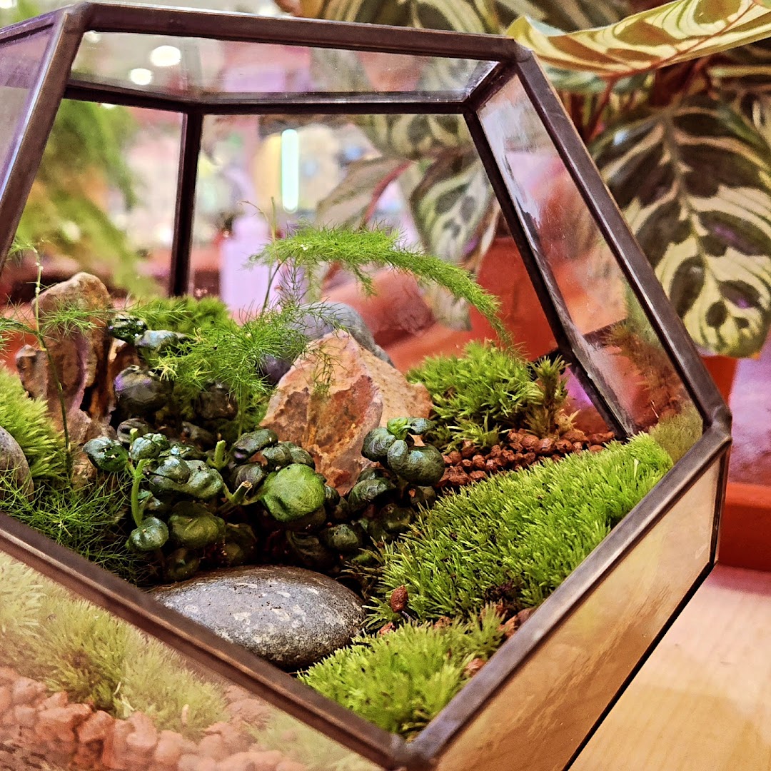 A close-up of a vibrant terrarium featuring lush moss, small plants, and natural rocks in a geometric glass container.