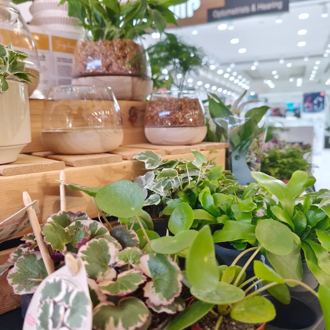 A vibrant display of various potted plants and terrariums, showcasing lush greenery in a retail setting.
