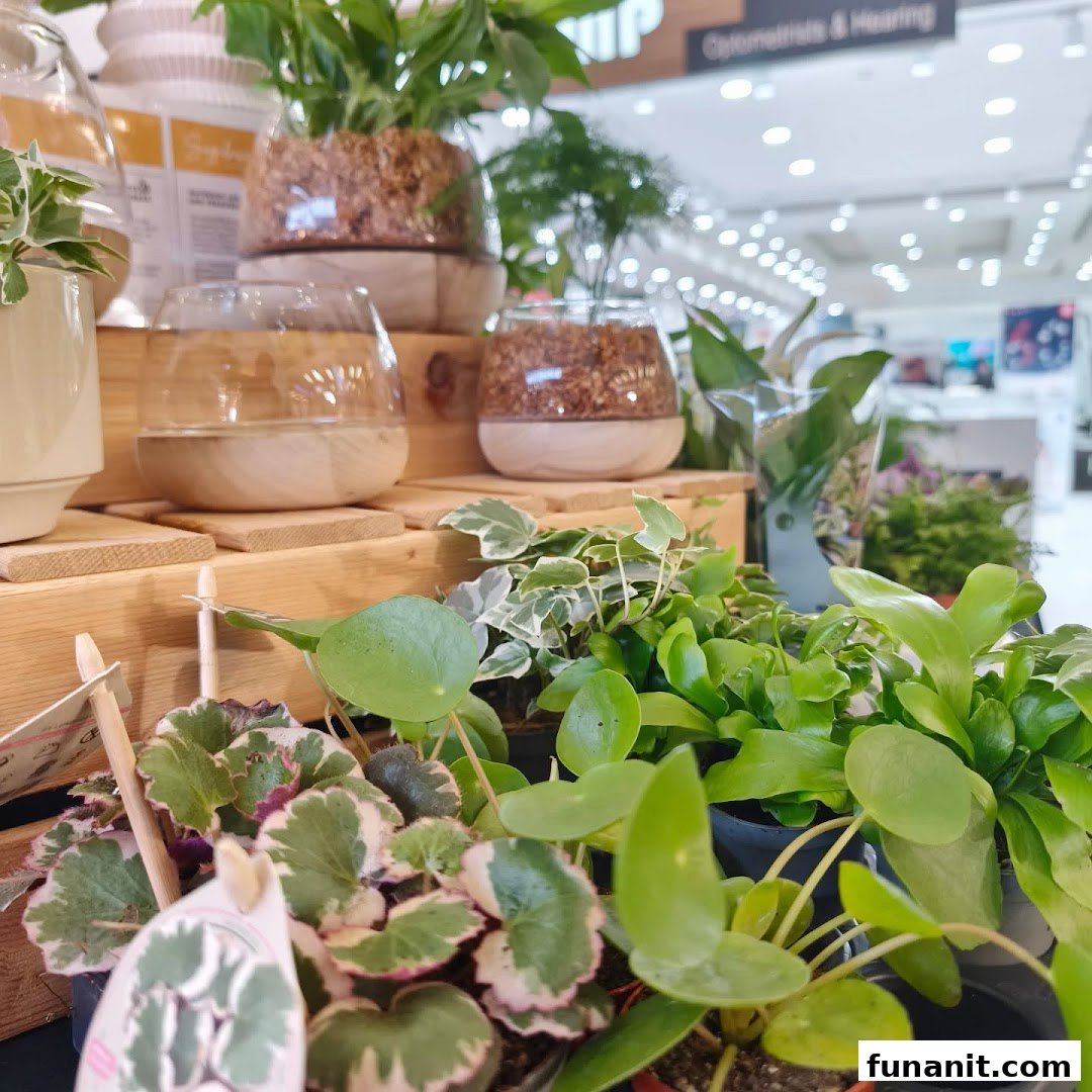 A vibrant display of various potted plants and terrariums, showcasing lush greenery in a retail setting.