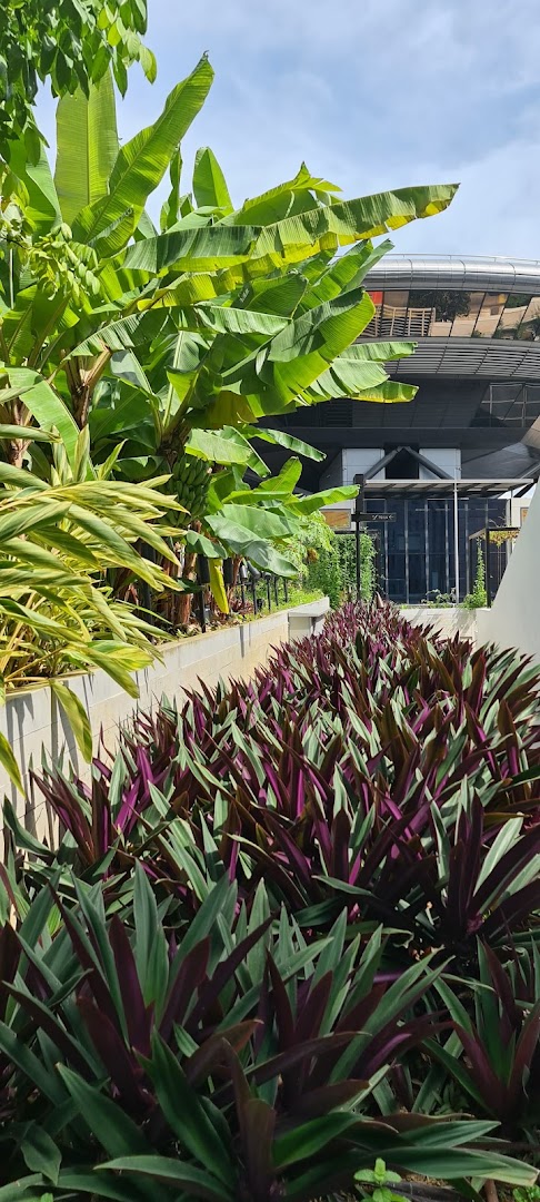 Lush urban garden with banana plants and vibrant foliage under a bright sky at Funan.