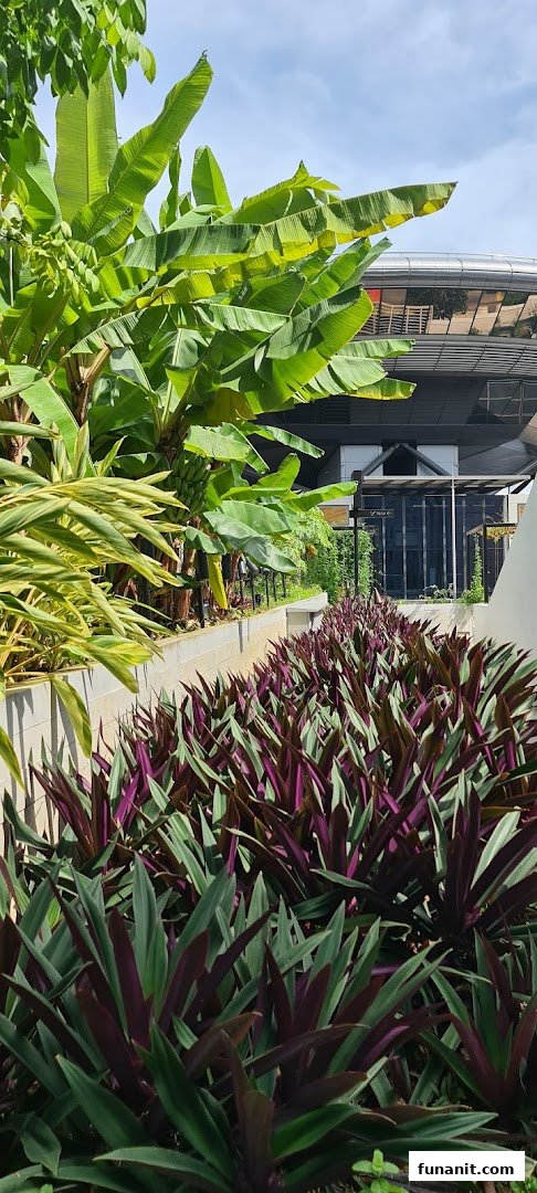 Lush urban garden with banana plants and vibrant foliage under a bright sky at Funan.