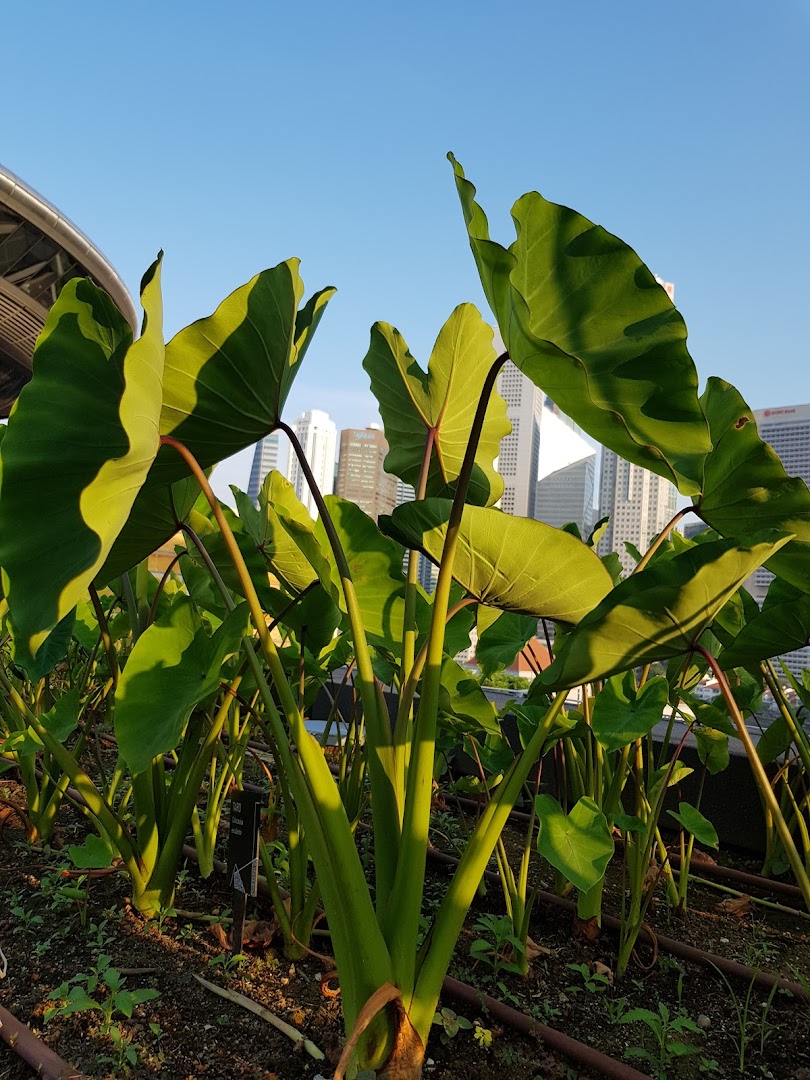 Urban Farm  Funan image 22