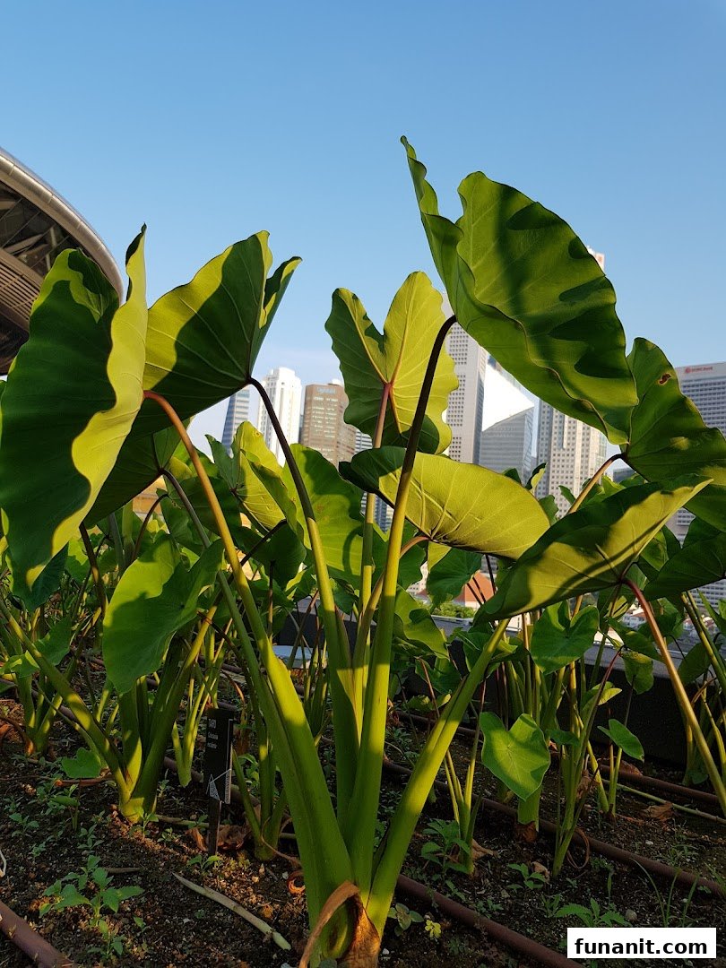 Urban Farm  Funan image 22