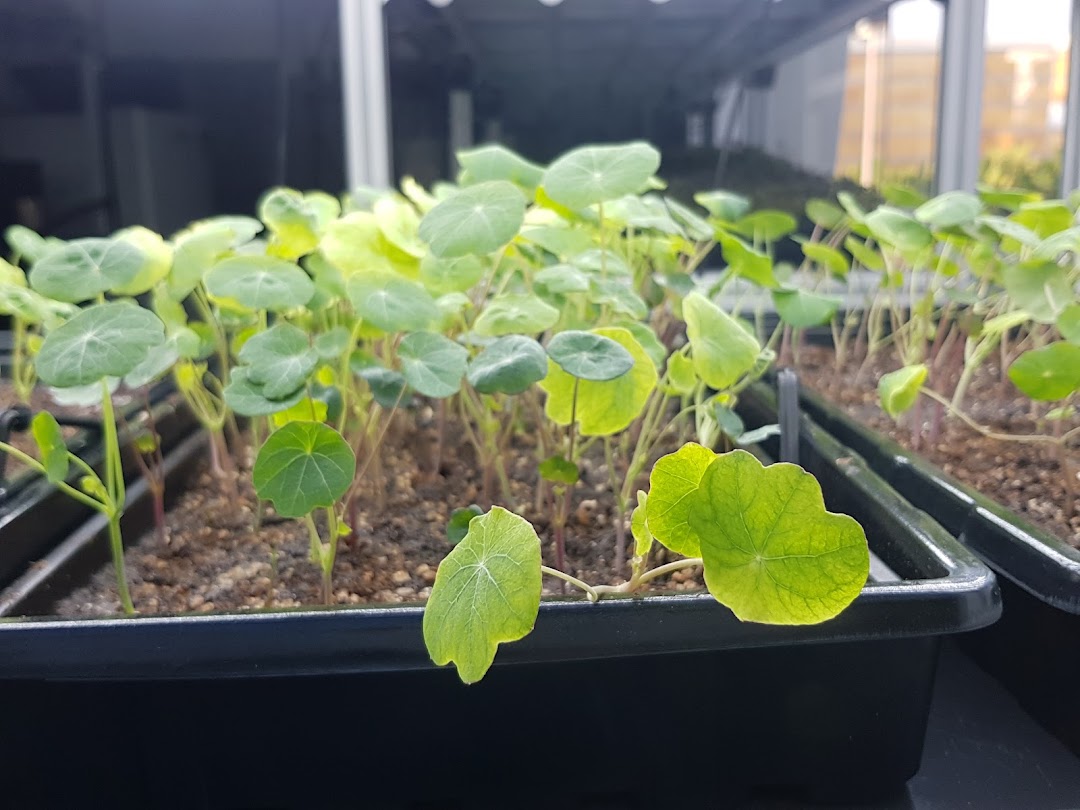 Close-up of vibrant green seedlings growing in trays under indoor lights at Urban Farm.