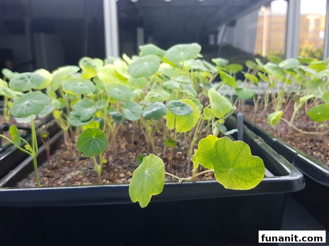 Close-up of vibrant green seedlings growing in trays under indoor lights at Urban Farm.