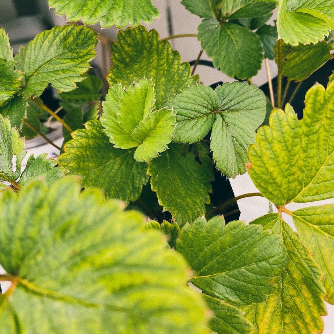Close-up view of vibrant green plant leaves, showcasing natural beauty and growth.