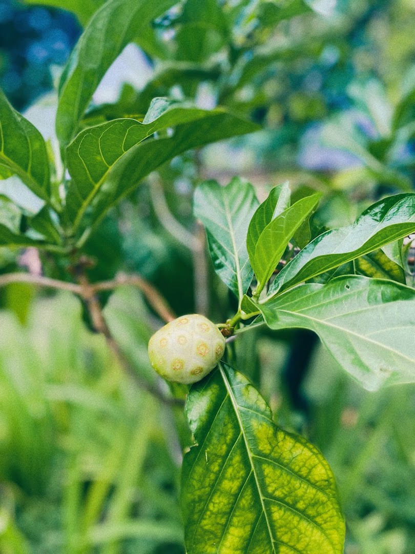 Urban Farm  Funan image 15